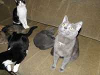 Русские голубые (метисы?) котик и кошечка ищут семьи