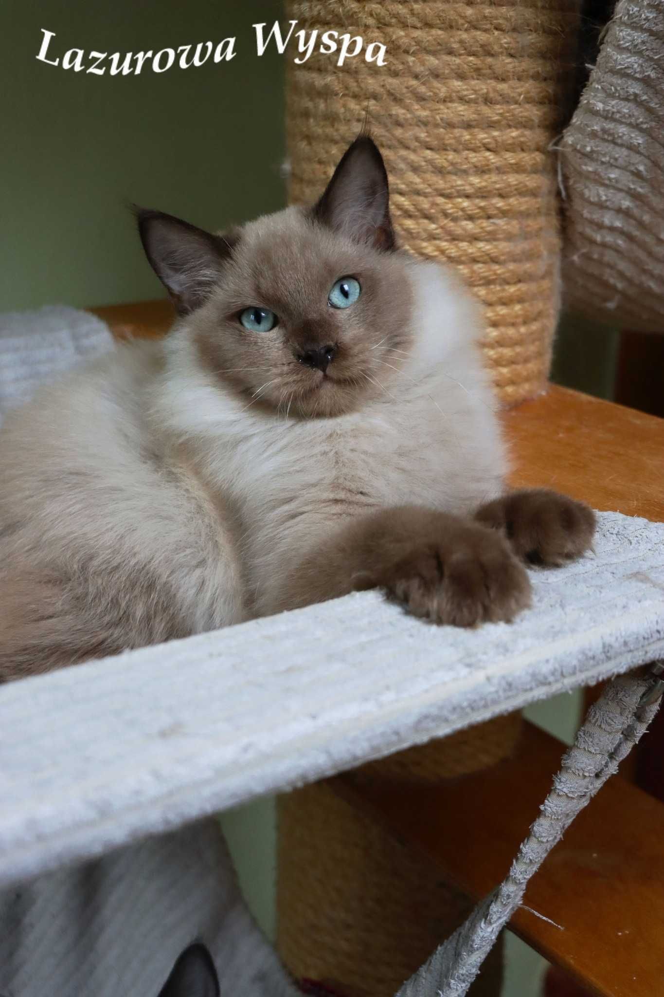 Kleks Ragdoll mink z Lazurowej Wyspy.