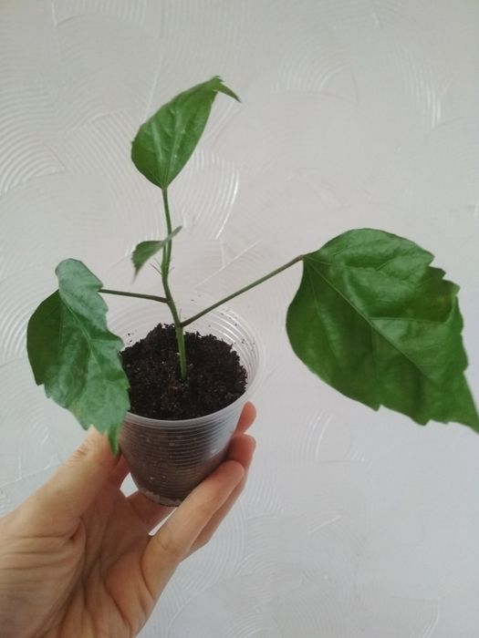 Гібіскус махровий, домашній.