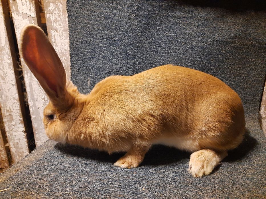 Belgijski olbrzym żółty