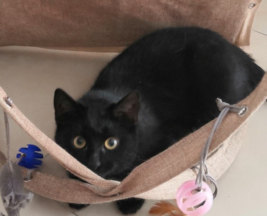 Mizia kizia kotka młoda roczna , przytulas