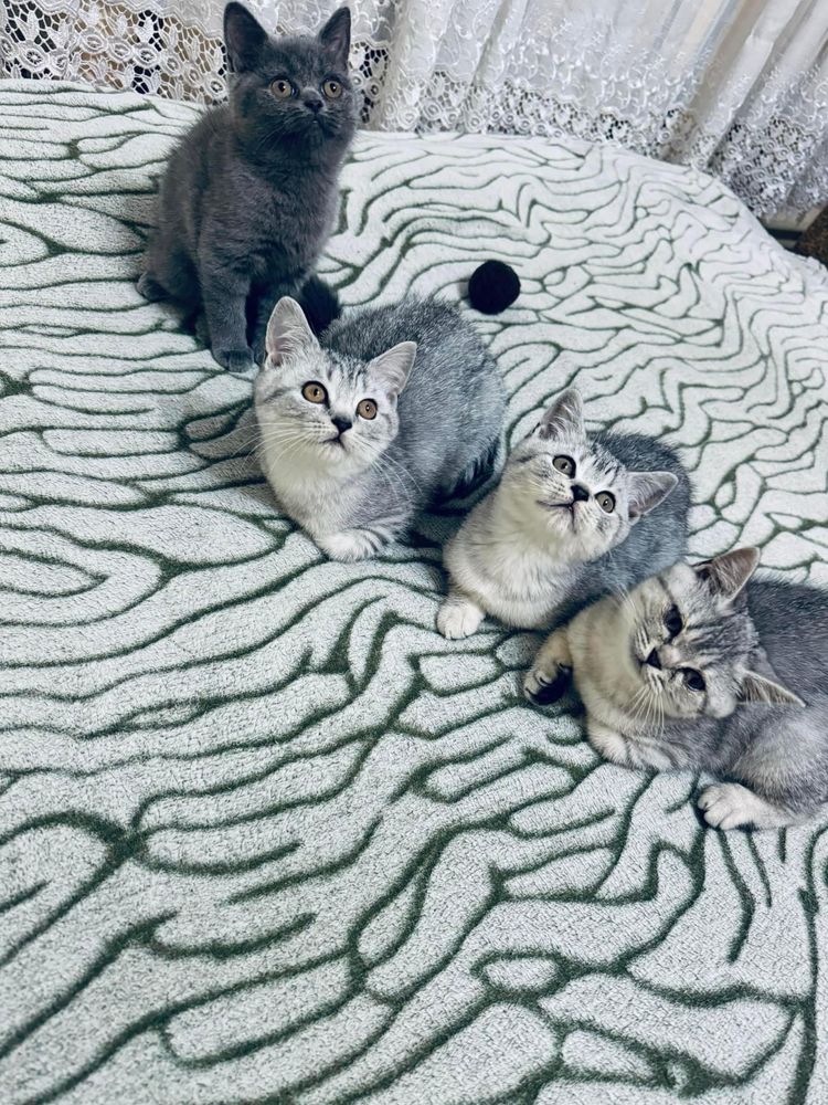 Шотландські кошенята/Scottish fold/straight