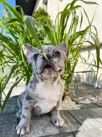 Buldog Francuski Blue Merle