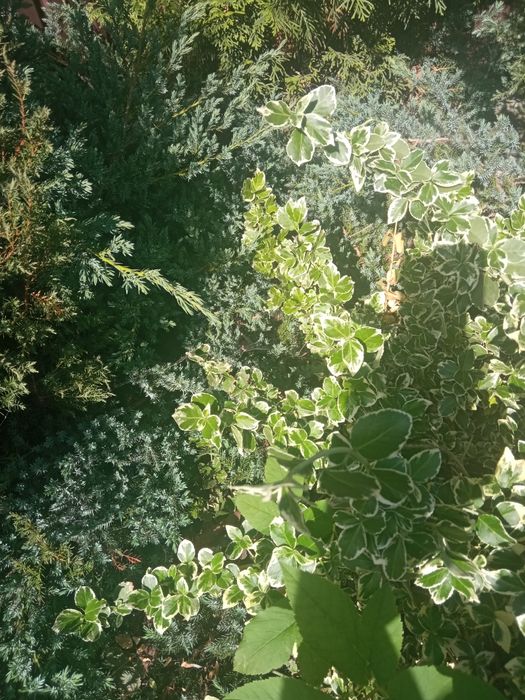 Продам дорослі кущі,лаванда,туя та інші.