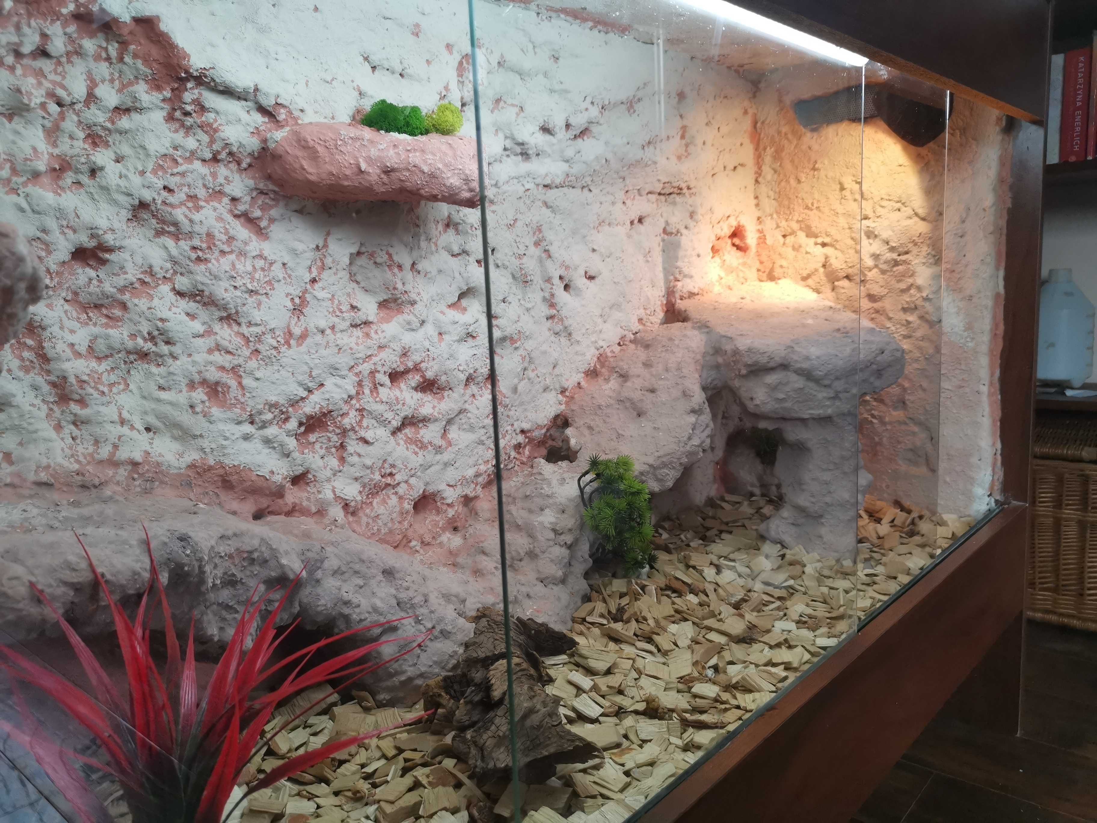 Agama Brodata + terrarium