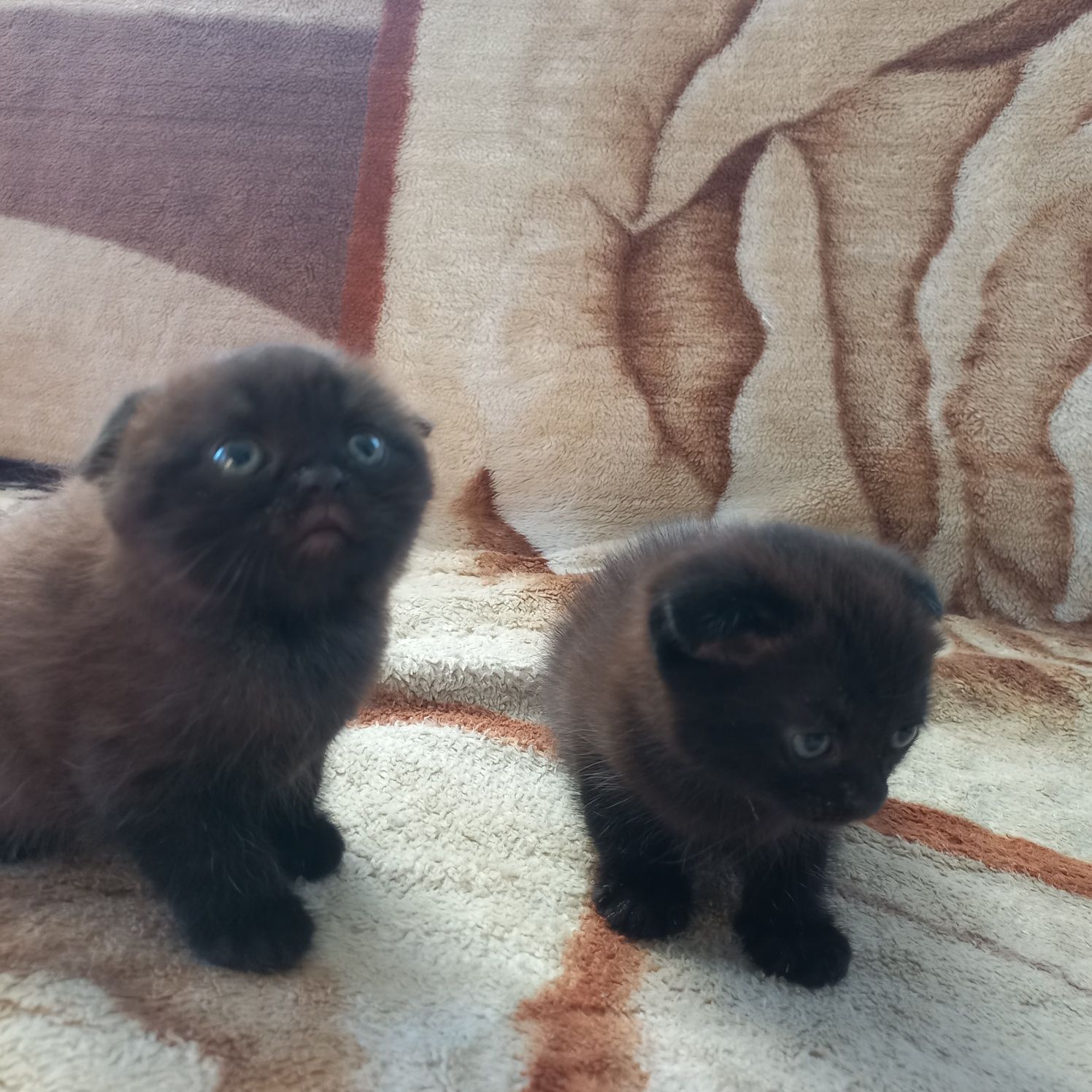 Двоє котиків шукають родину