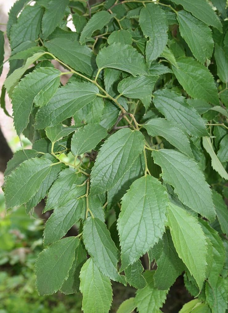 (50xUn.) Mediterranean hackberry - Lódão-bastardo - (Celtis australis)