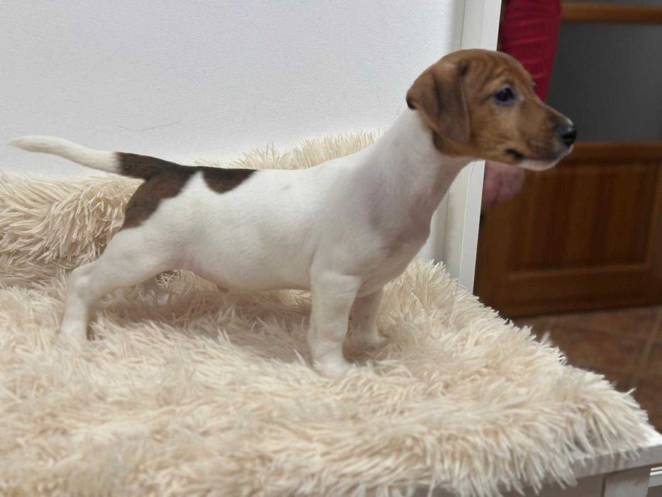 Jack Russell Terrier - szczeniak gotowy do zmiany domu.