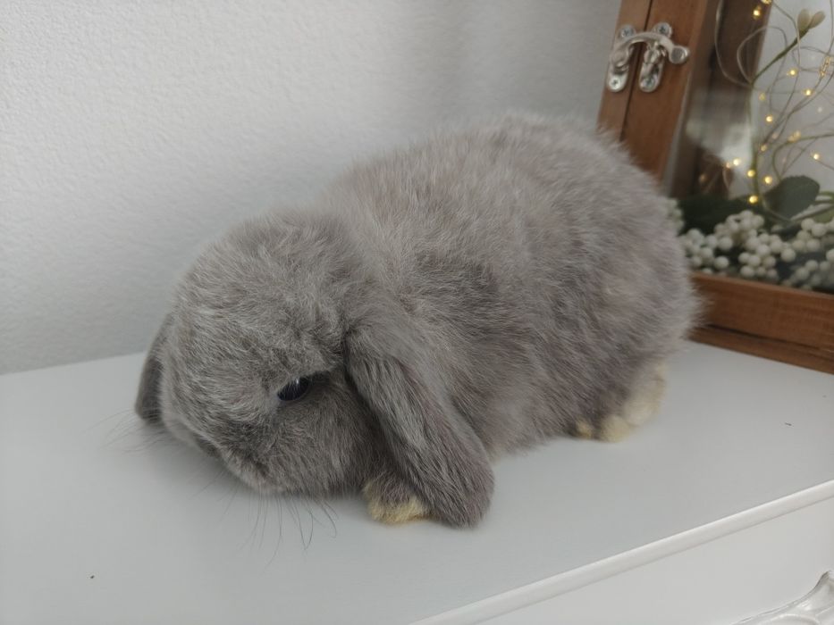 Mini Lop królik gotowe na zmianę domku
