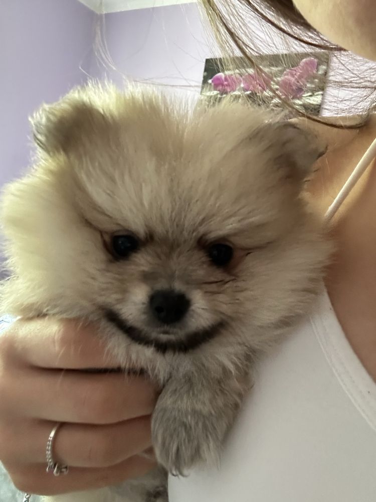 Pomeranian Szpic Miniaturowy