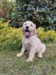 Golden Retriever Suczka Gotowa do Odbioru