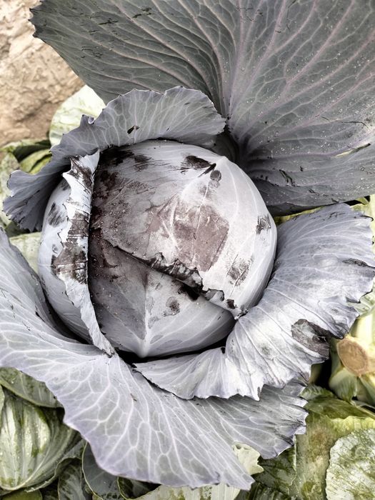 Sprzedam kapustę czerwoną