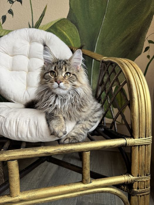 Продається кіт Мейн кун