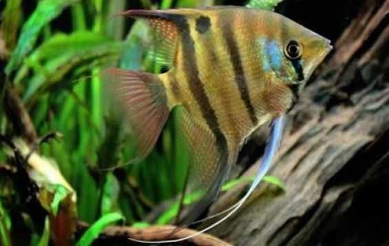 Żaglowiec skalar Leopolda - Pterophyllum leopoldi - DOWÓZ, WYSYŁKA