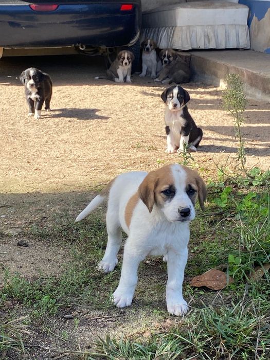 Cachorros para adoção