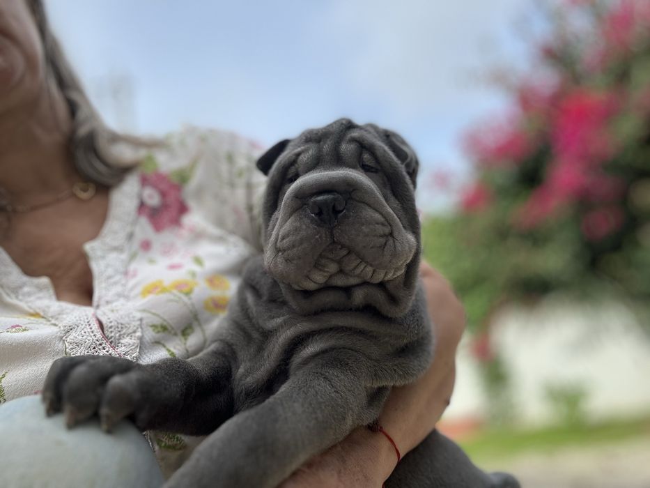 Shar Pei macho azul com Lop e afixo
