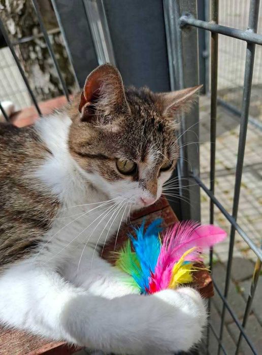 Alinka - czy ma szansę na dom czy resztę życia spędzi w schronisku?