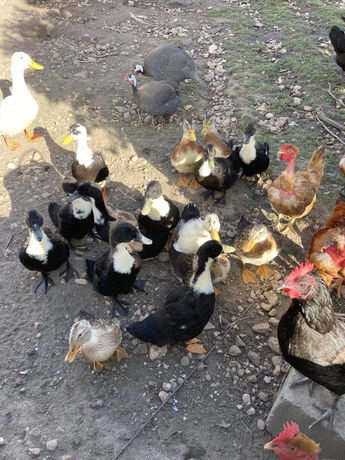 Patos, Perus Selvagens e galinhas de Angola
