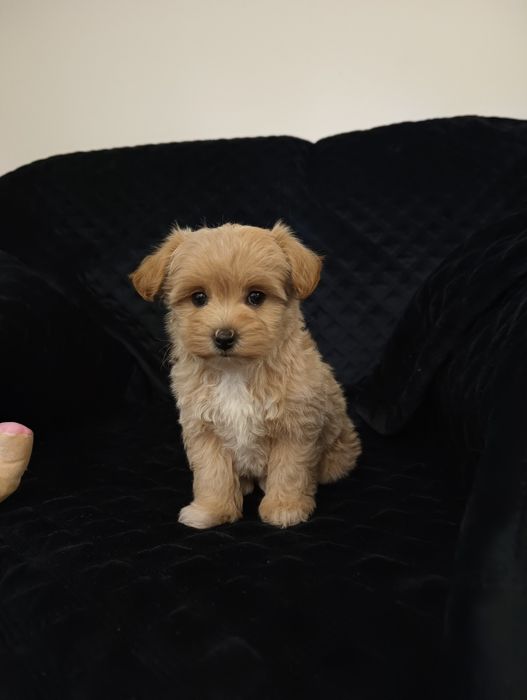 Maltipoo szczeniak