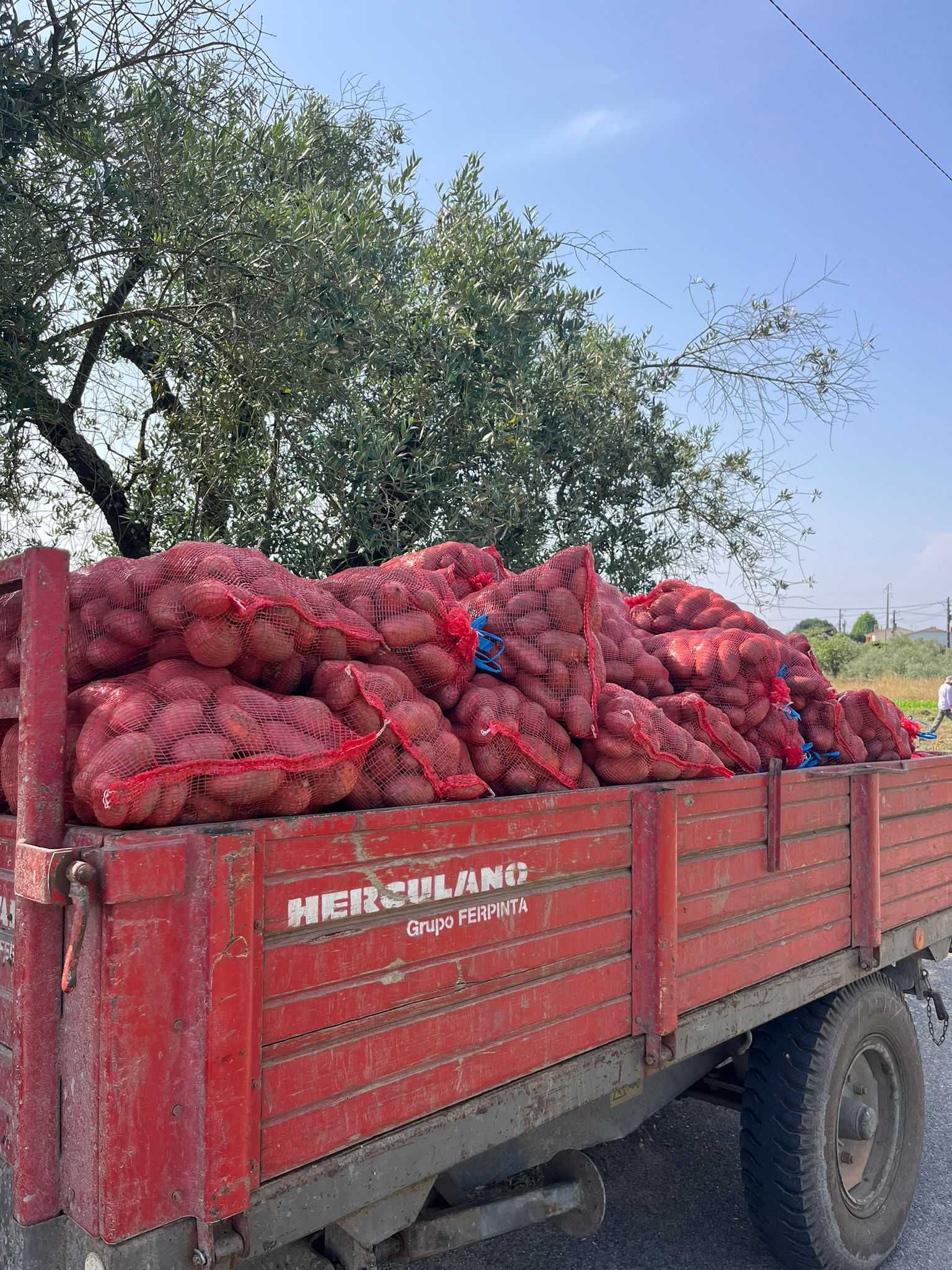 Batata vermelha nova