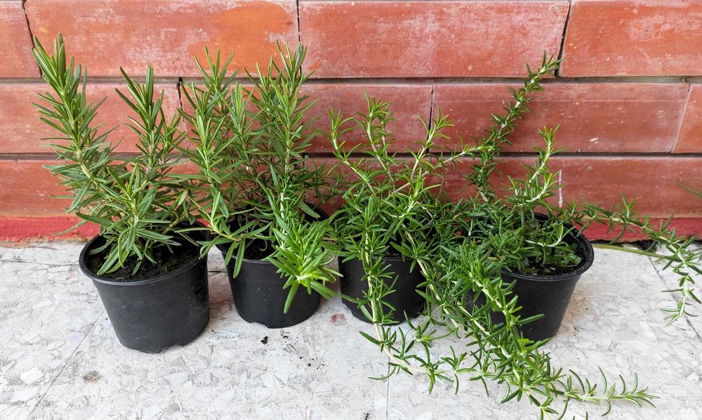 Lúcia-lima Tomilho Alecrim Salvia Segurelha Manjerona Hortelã Louro