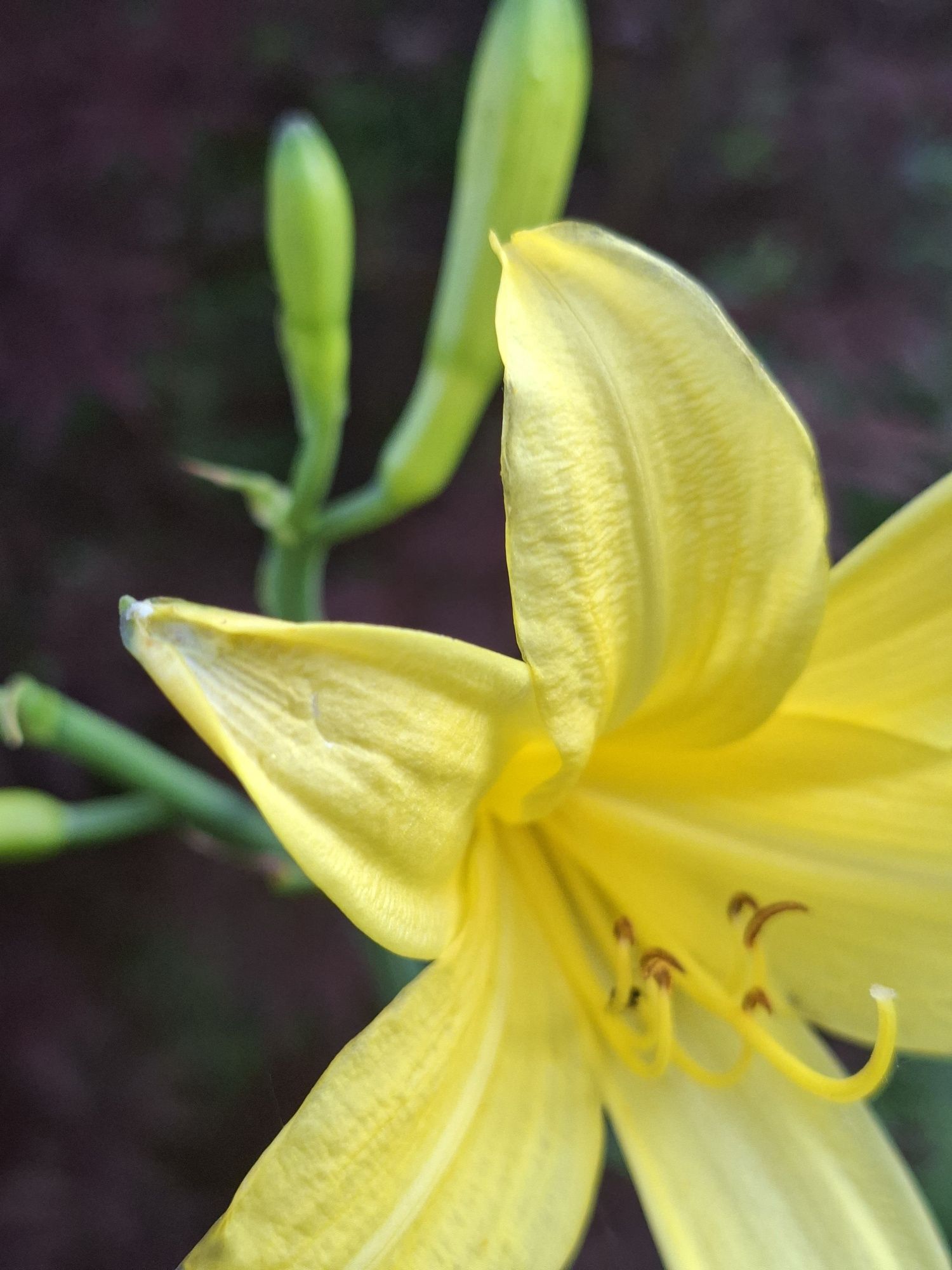 Liliowiec sadzonka