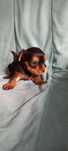 Yorkshire terrier miniatura macho