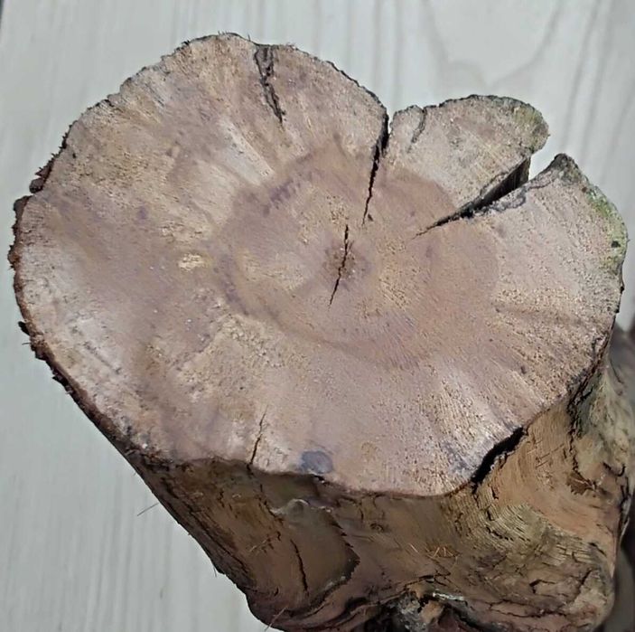 korzeń do terrarium winorośl gruby