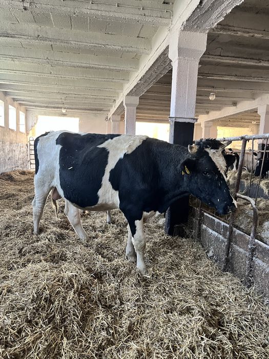 Byk rasy hf idelany na rozpłodnika