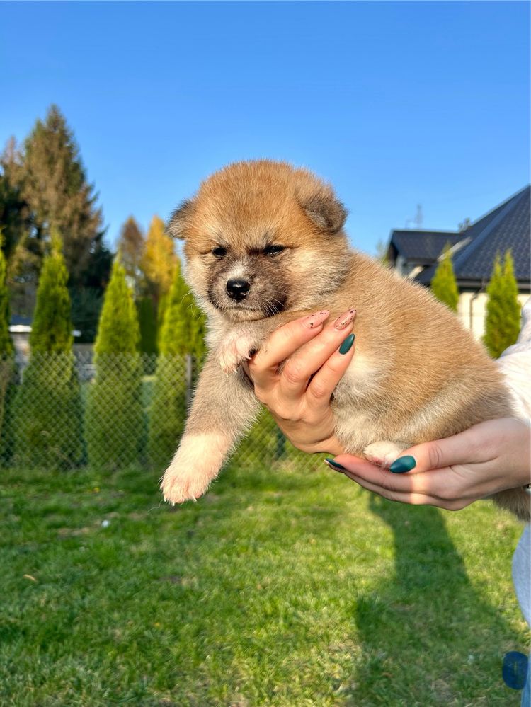 Akita Inu Japońska szczeniak ZKwP/FCI rodowód