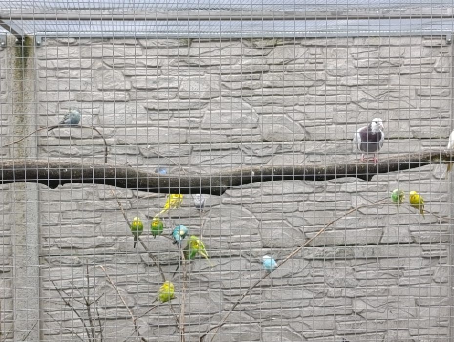 Sprzedam papugi faliste