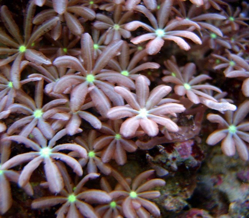 KORALOWIEC MORSKI Knopia octocontacanalis Akwarium morskie WYSYŁKA