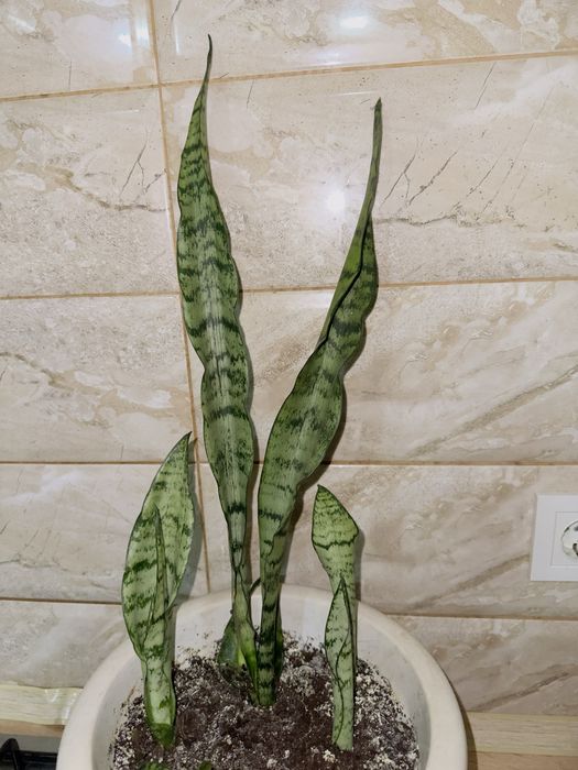 Тещин язик ( сансервєрія)