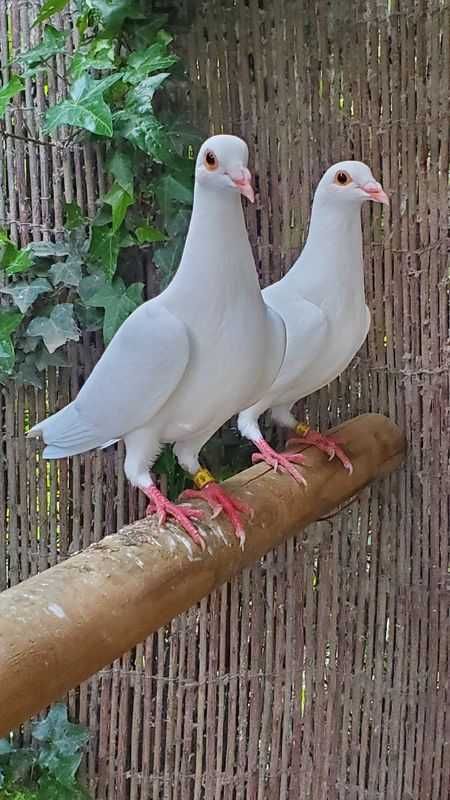 Pombos Correios Brancos