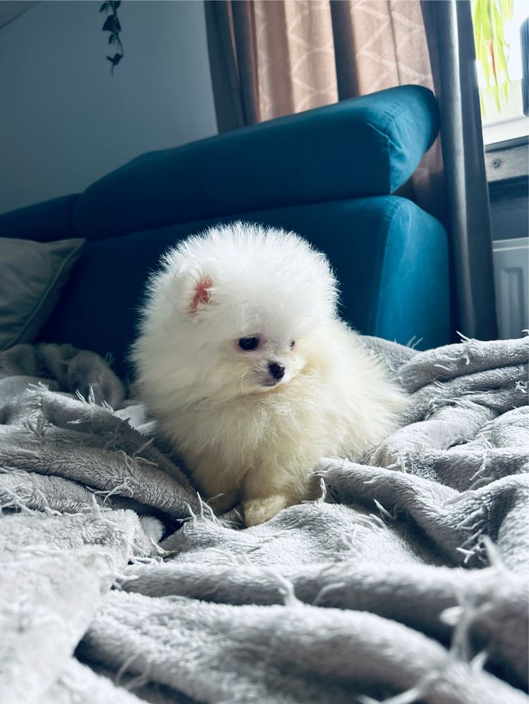 **Chico** szpic miniaturowy, pomeranian, malutki piesek