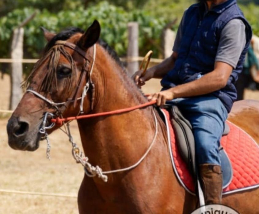 Cavalo manso montado