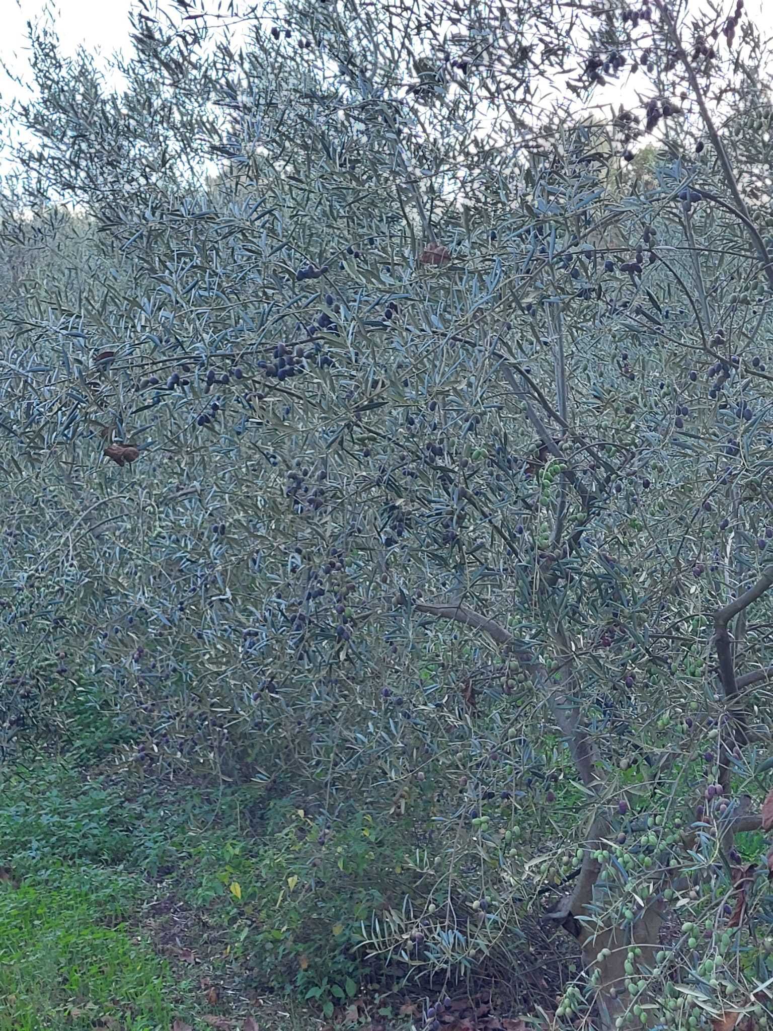 Oliveiras cobrançosa