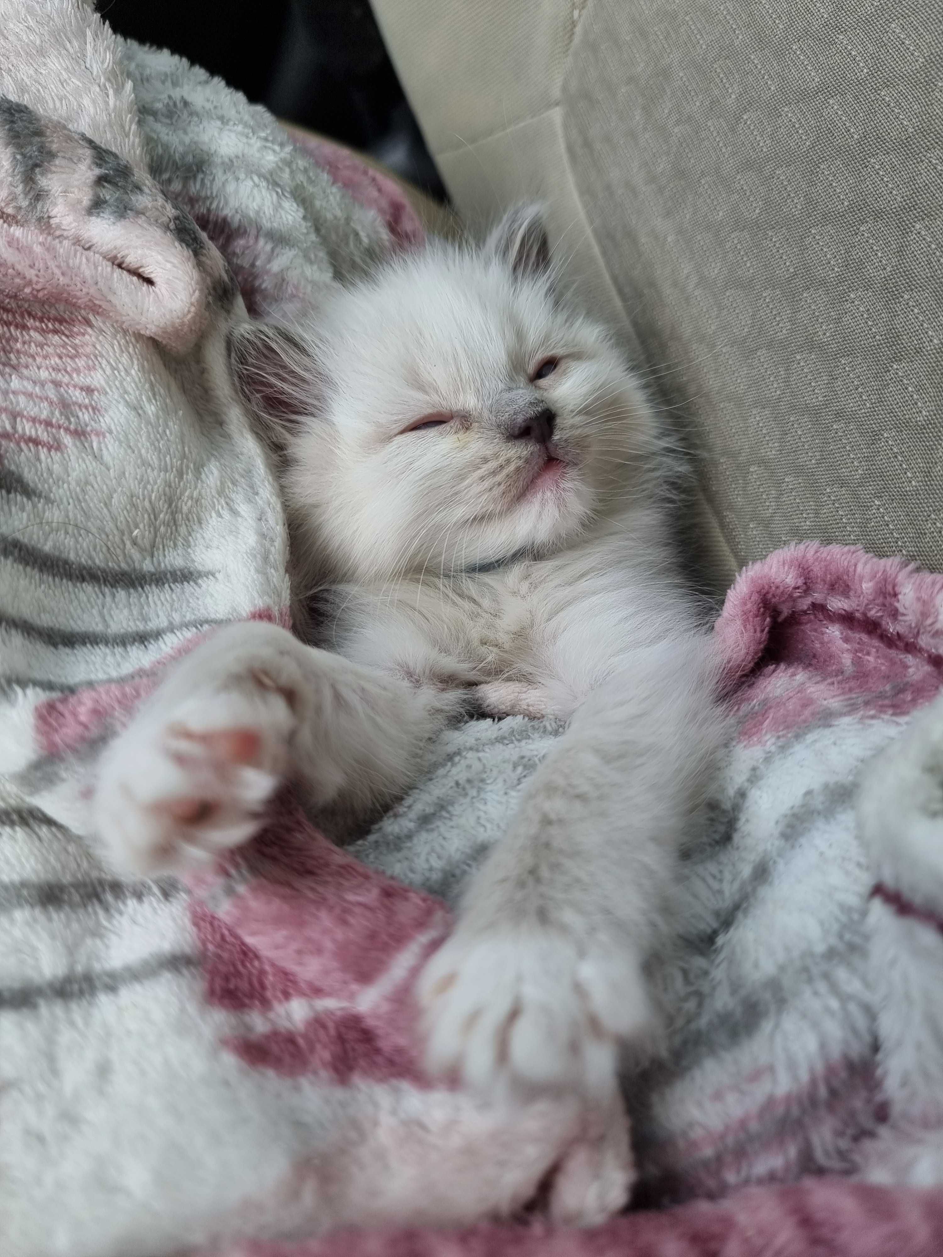 Sprzedam kotka rasy RAGDOLL