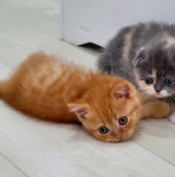 Szkocki prostouchy z rodowodem WCF