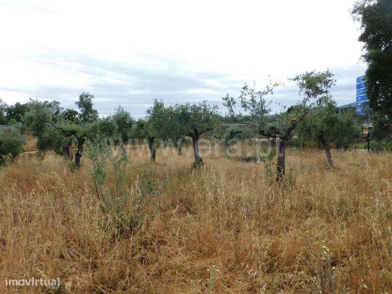 Terreno / Fundão, Soalheira