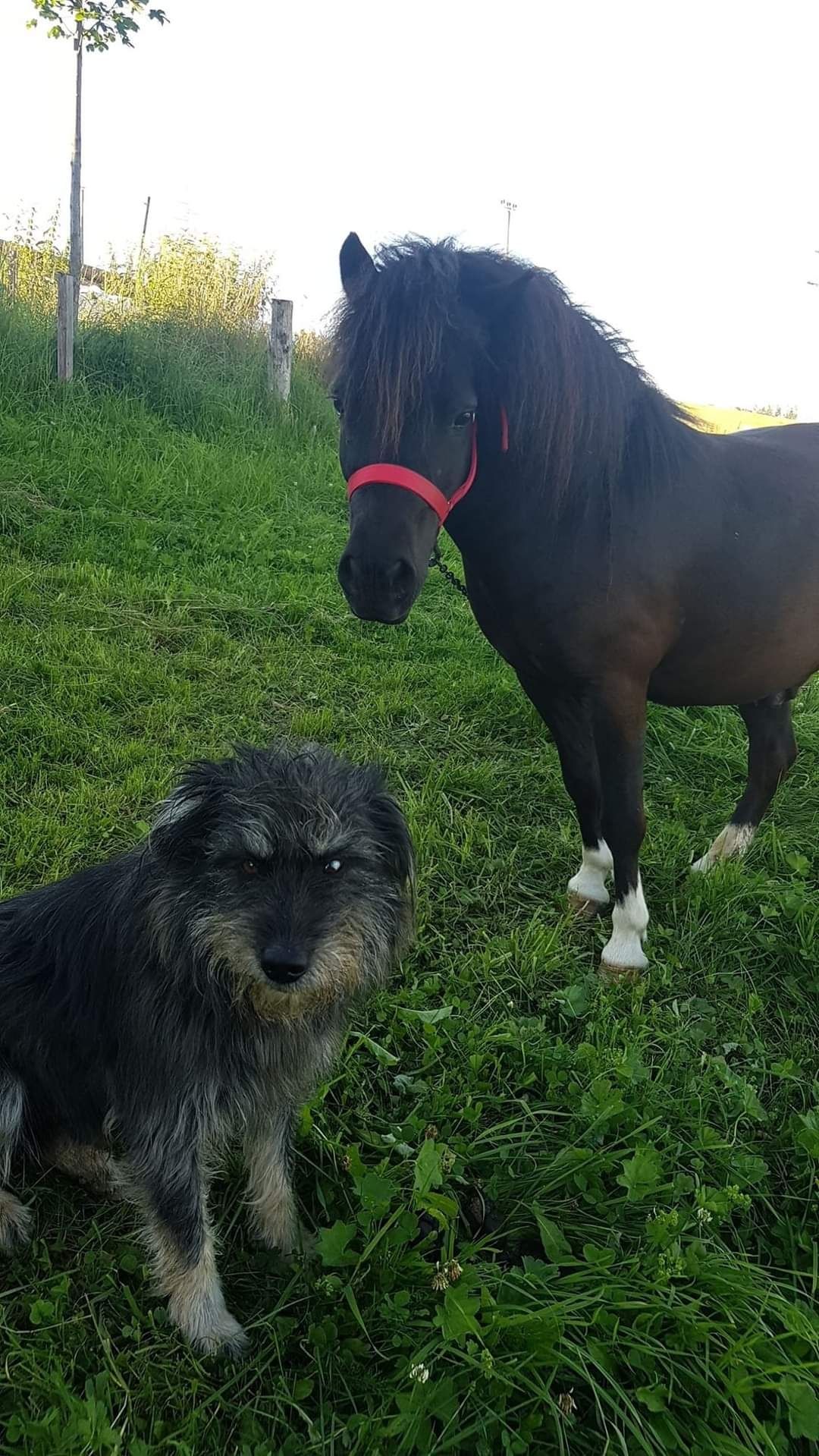 Kucyk szetlandzki , kuc szetland kary