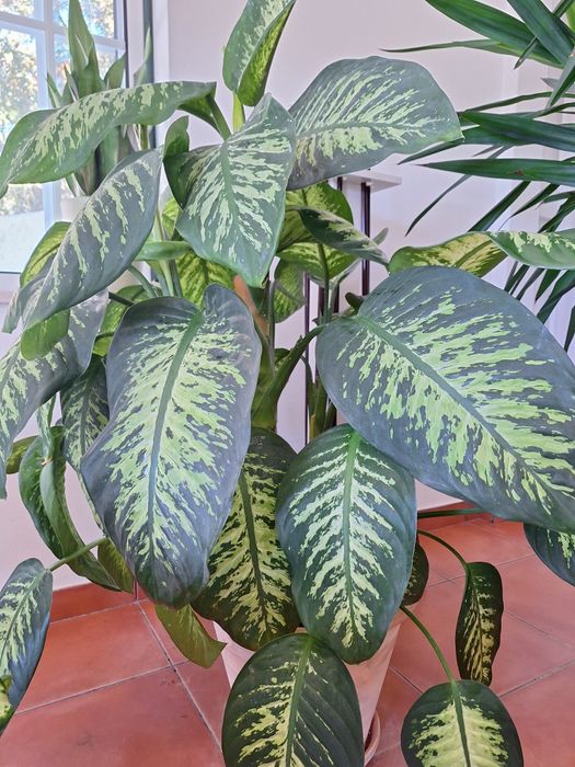 Plantas interior