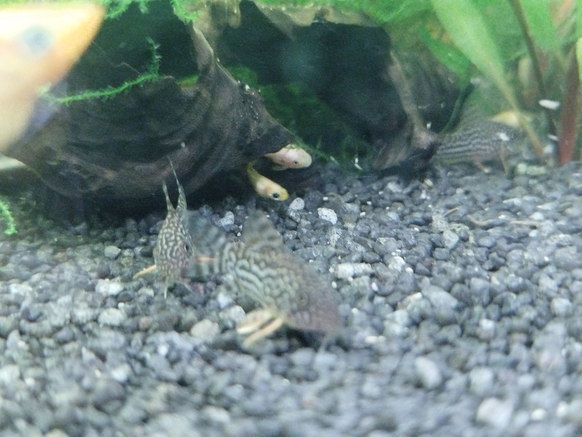 Kirysek Sterby Corydoras Starbai