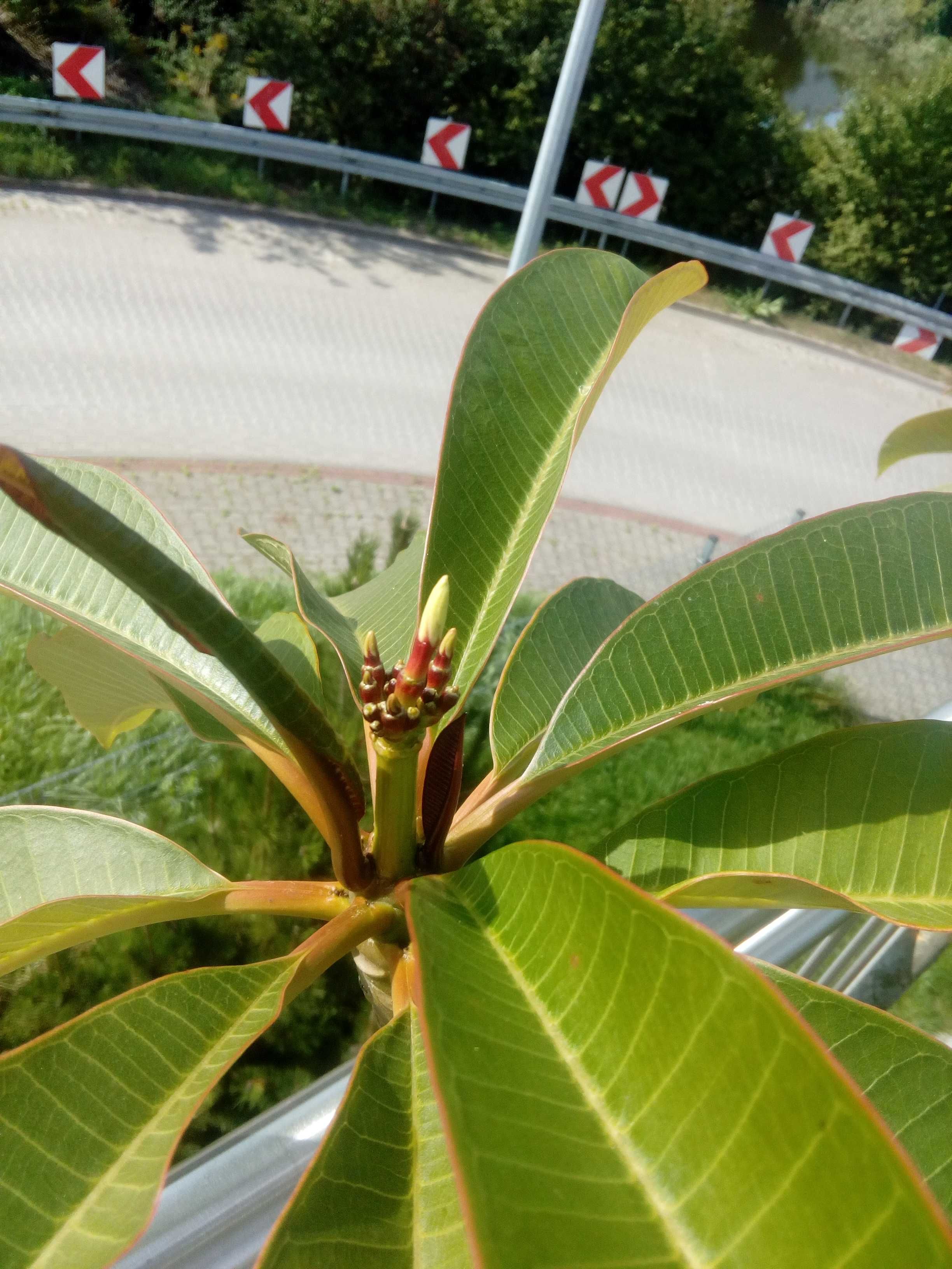 Plumeria Biała 120 cm 7-letnia - KWITNACA - pięknie pachnąca