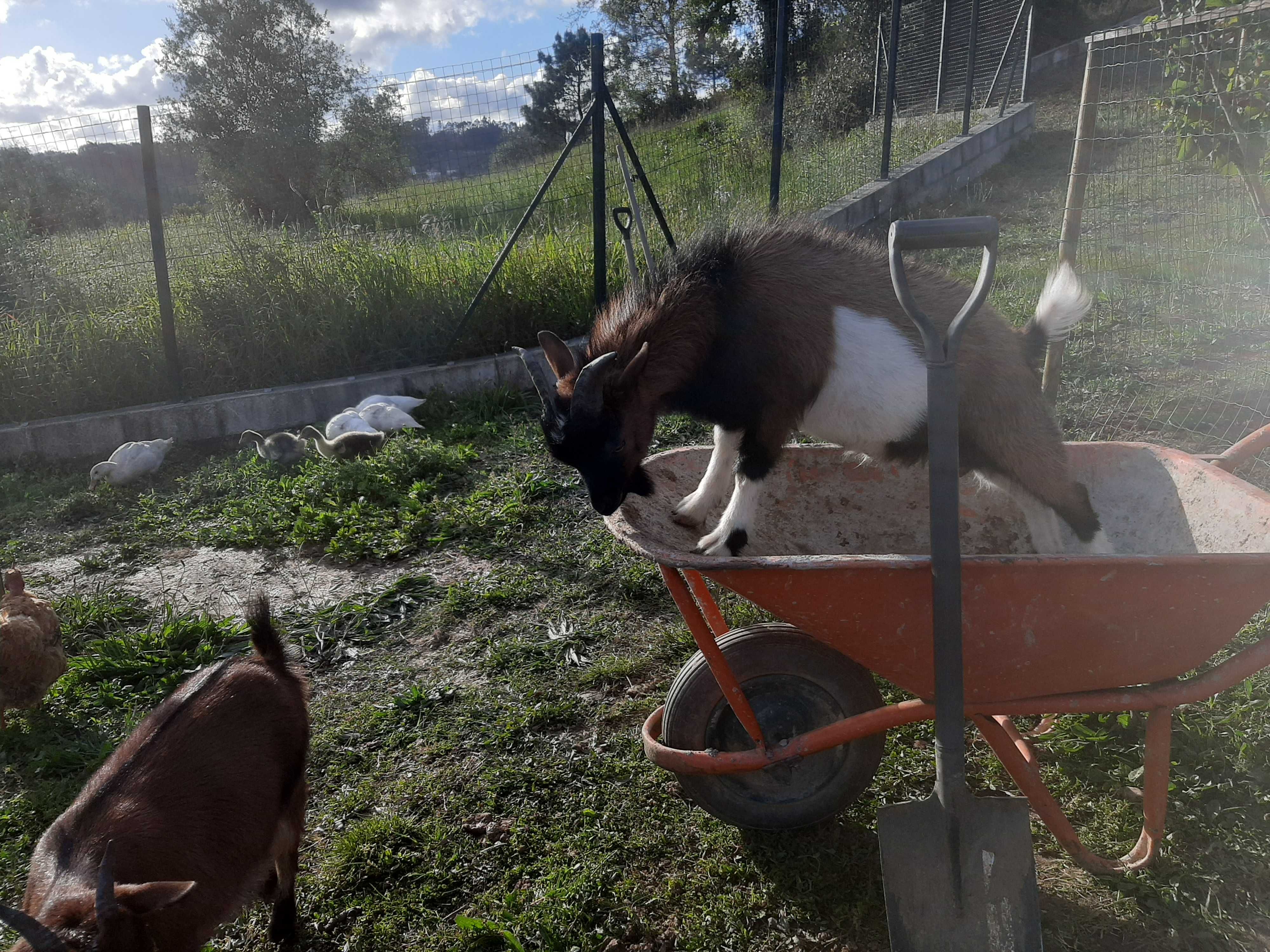 Chibo anão com 3 anos