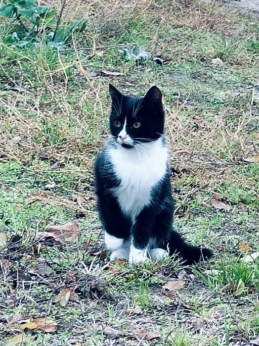 Котик (мальчик) ищет дом