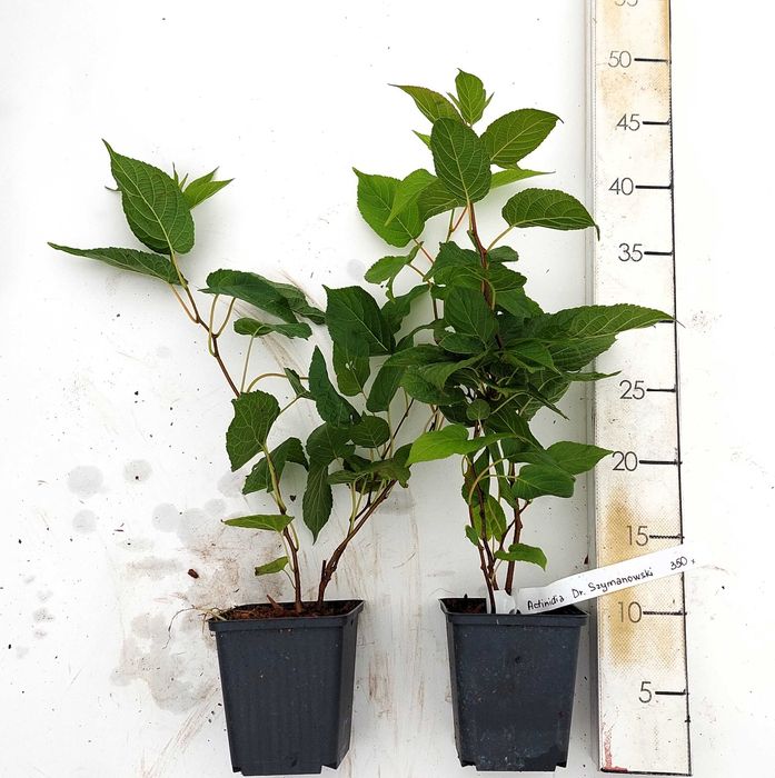 Actinidia Issai | Dr. Szymanowski| Mini Kiwi | P9 | certyfikat CAC