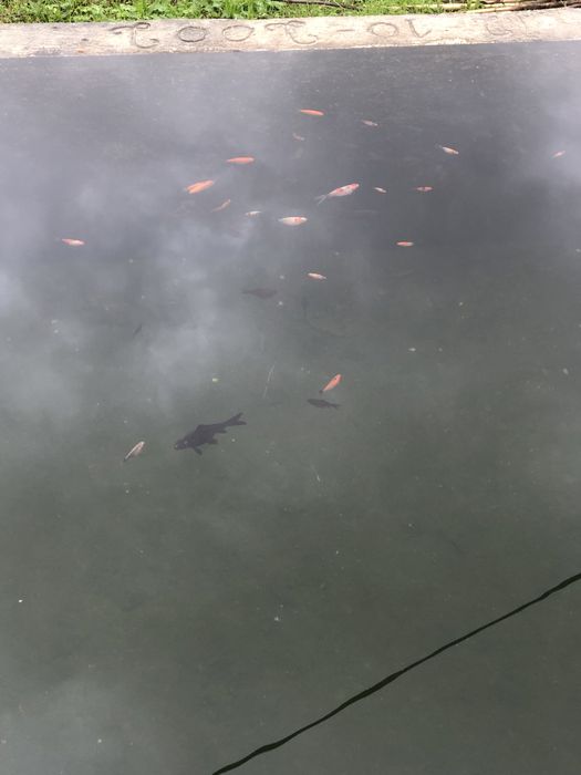 Peixes 2024 para novo habitar