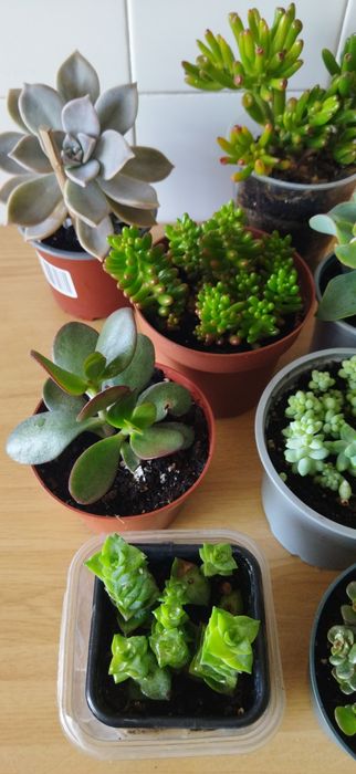 Colecção de Suculentas 8 variedades