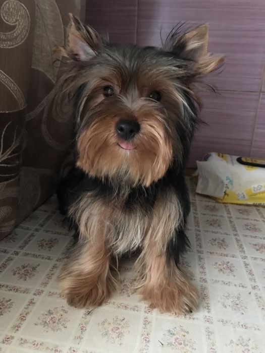 Сука йоркширського тер‘єра